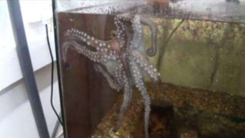 How octopuses don't tie themselves in knots