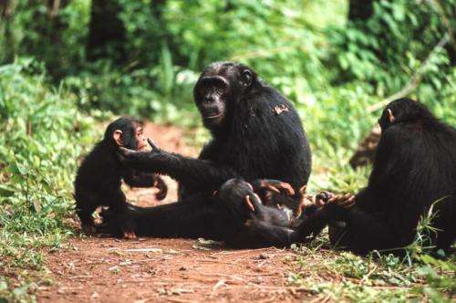 Boy moms more social in chimpanzees