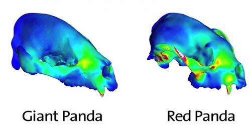 Skulls of red and giant pandas provide insight into coexistence