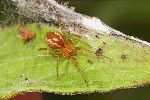 Study shows social comb-footed spiders have two distinct types of personalities