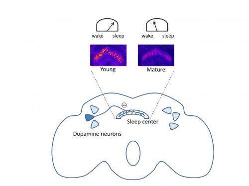 Connecting sleep deficits among young fruit flies to disruption in mating later in life