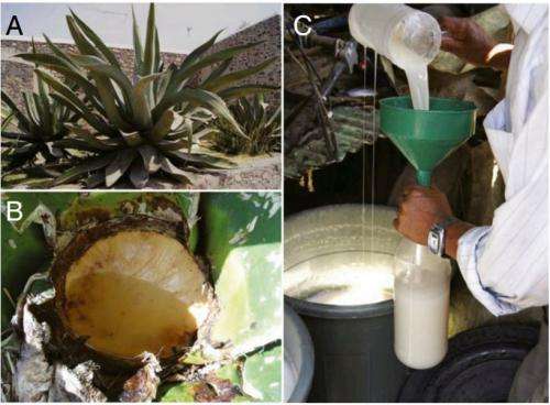 Pottery shards offer evidence of pulque production in prehispanic Mesoamerica