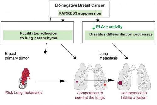 Researchers identify a new suppressor of breast metastasis to the lung