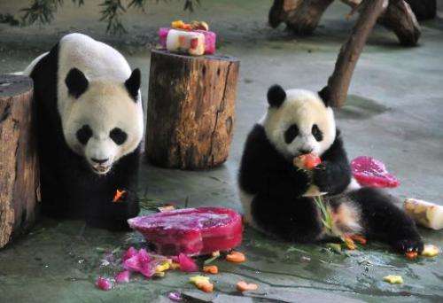 Yuan Zai (R) , the first Taiwan-born baby panda, and her mother Yuan Yuan (L) enjoy cake, during the celebration of her first bi