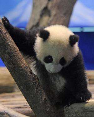 Yuan Zai, the first Taiwan-born baby panda, climbs inside an enclosure at the Taipei City Zoo on January 4, 2014