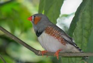 Zebra finches are sensitive to emotional cues in human speech