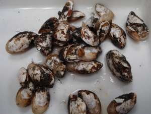 Zebra, Quagga Mussels Trump Pollution as Change Agents in Lake Erie