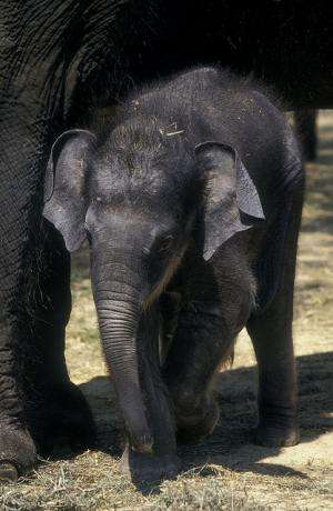 Zoos exonerated in baby elephant deaths; Data support new branch of herpesvirus family