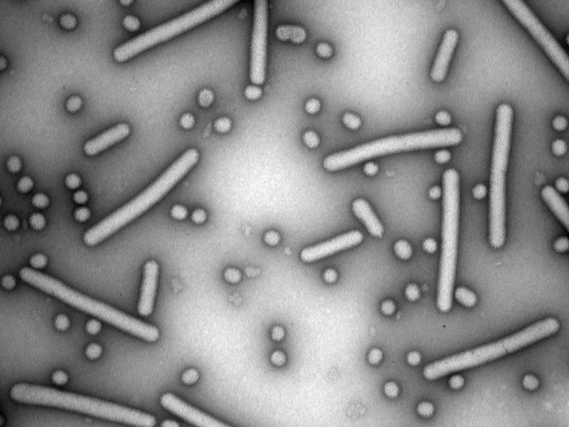 Researchers discover two new groups of viruses