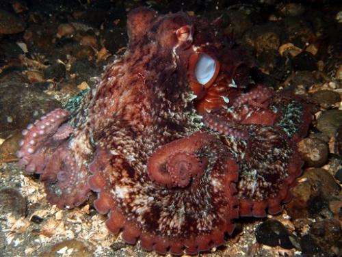 1, 2, 3 octopuses: Divers conduct underwater census