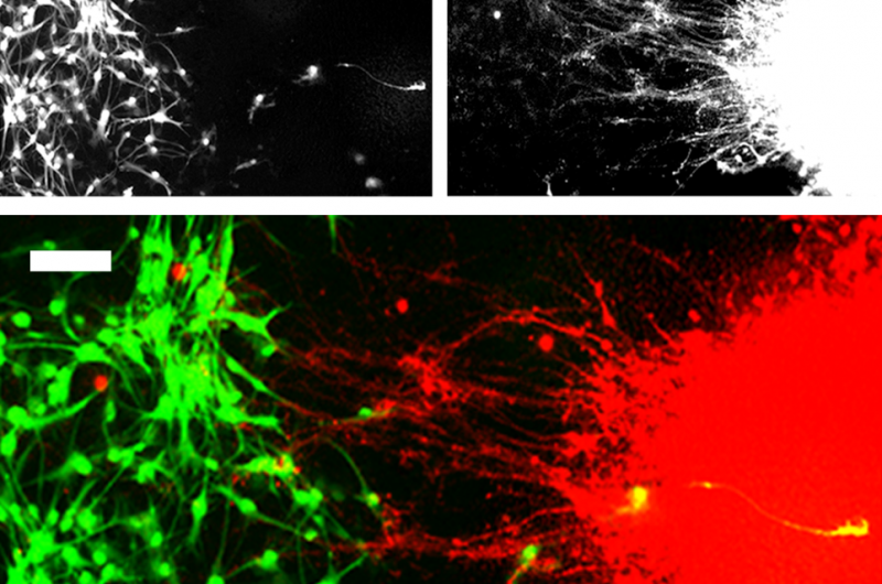 Researchers develop new technique for modeling neuronal connectivity using stem cells