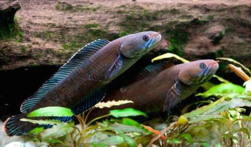 A blue snakehead fish is among a vast array of species found in the ecologically sensitive Himalayas between 2009 and 2014