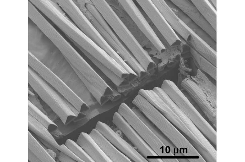 Adapting nanoscience imaging tools to study ants' heat-deflecting adaptations