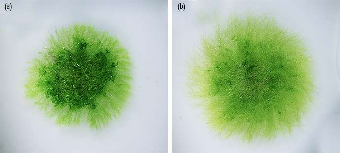 Addition of sugars plays a key developmental role in distantly related plants