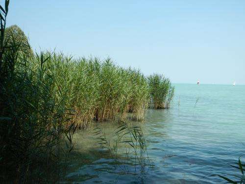 Aerial monitors shed light on reed die-back around Central Europe’s largest lake
