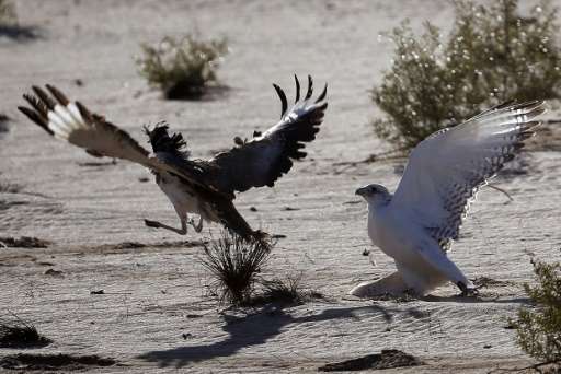 A falcon (R) tries to catch a houbara bustard during a falconry competition in Hameem, 150km west of Abu Dhabi, on December 9, 2