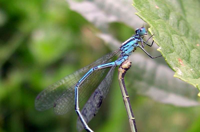 Age doesn't dull damselfly sex