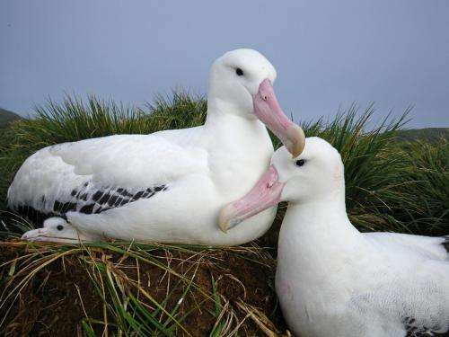 Age doesn't matter for foraging albatrosses
