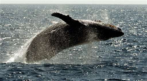 Agency: Humpback whales' recovery is national success story