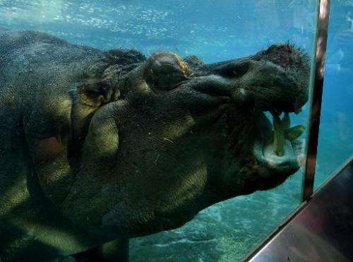 A hippopotamus swims in its enclosure at the San Diego Zoo, in California, on January 13, 2015