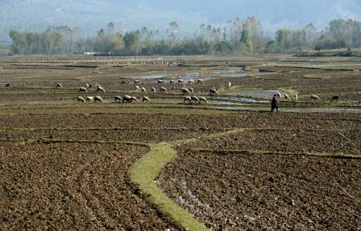 A Kashmiri villager walks in paddy fields in Chandigam village in the Lolab Valley, at the foothills of the northern Kashmir Him