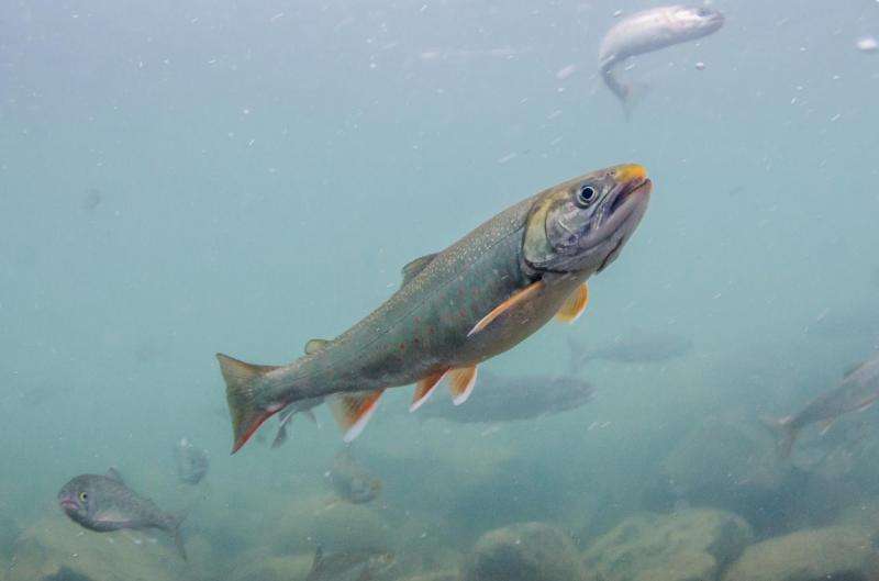 Alaskan trout choose early retirement over risky ocean-going career