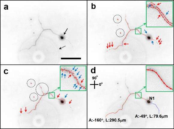 Algorithm helps analyze neuron images