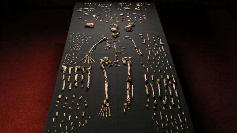 All about the fossilized bones of (maybe) Homo naledi