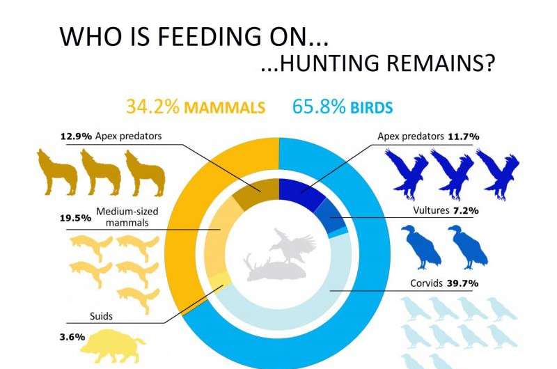 Almost 80 species scavenge hunting remains worldwide