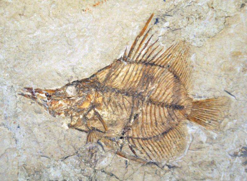 A long look back at fishes' extendable jaws