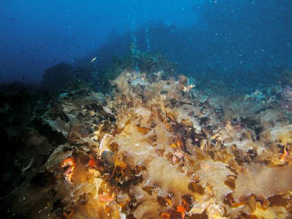 A moderate increase of oceanic acidification leads to a dramatic shift in benthic habitats