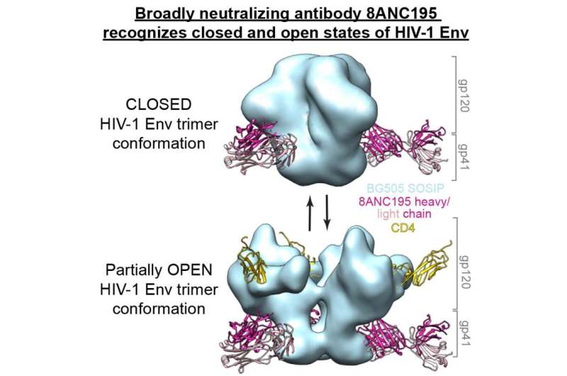 An antibody that can attack HIV in new ways