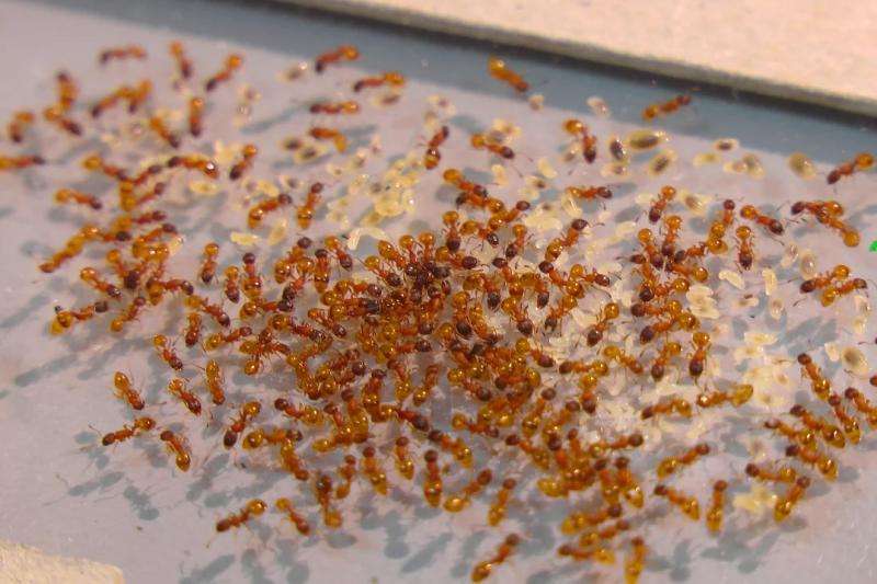 A 'nervous system' for ant colonies?