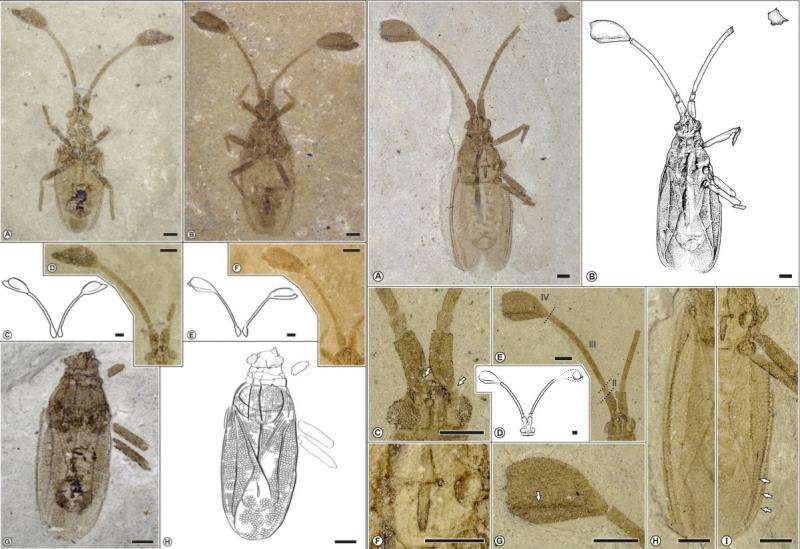 A new fossil lace bug with unusual antennae joins the “Big” club