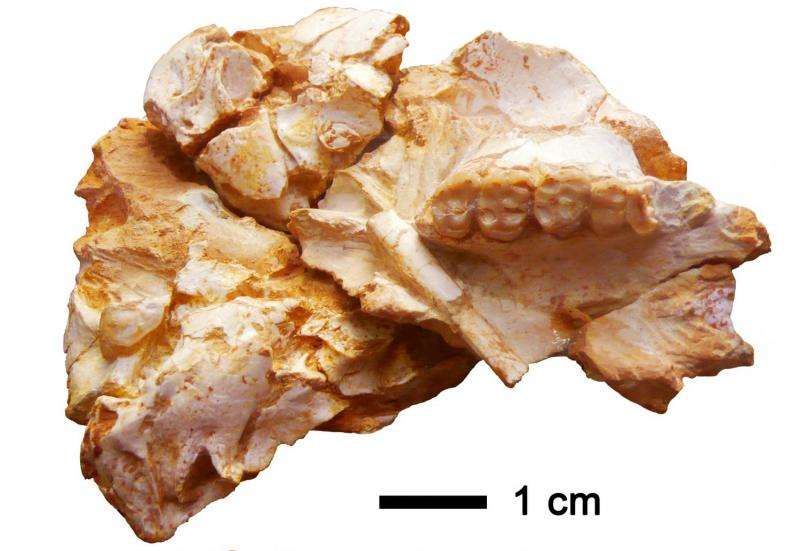 A new primate species at the root of the tree of extant hominoids