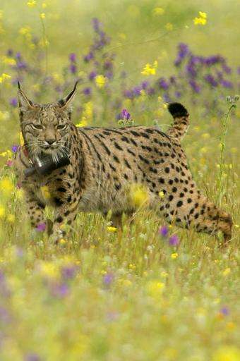An Iberian lynx Lava looks around after being released on a farm near the village of Mazarambros near Toledo as part of an initi