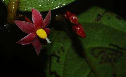 A rare new plant inspires the first genus named after Sir David Attenborough