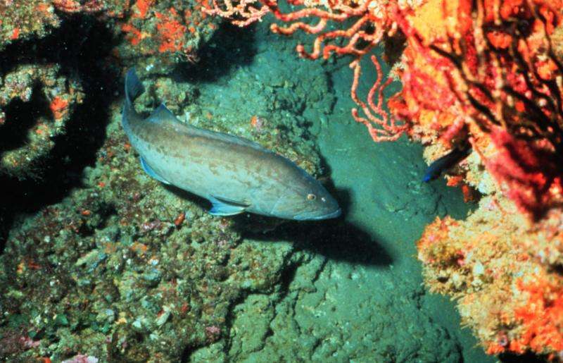 Are our fisheries laws working? Just ask about gag grouper