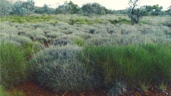 Arid forests provide refuge against cane toads and fires