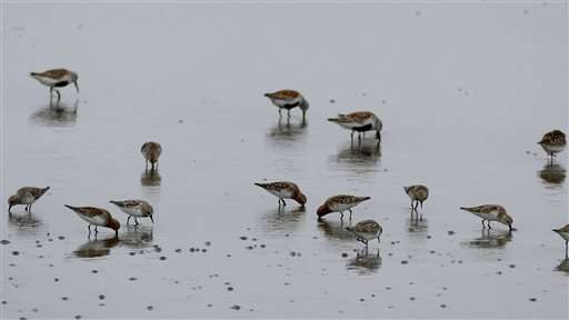 As habitats vanish, migratory birds flock to N. Korea shores