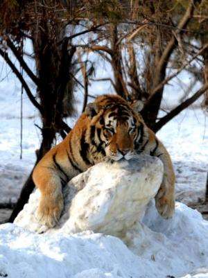 A Siberian tiger rests at the Siberian Tiger Park in Harbin