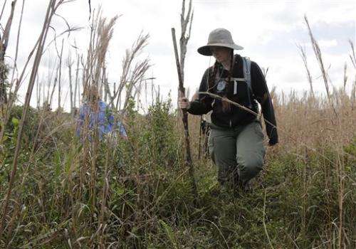 A sneaky snake: Teams hunt for rock pythons in Everglades