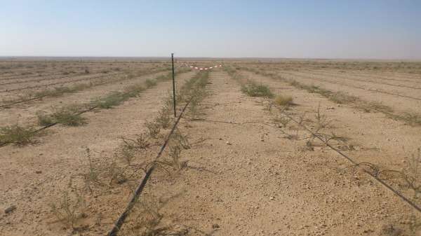 Aspirin aids Middle East plant restoration project