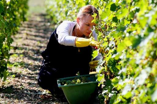 A worker harvests grapes for Michel Drappier, a winemaker in the Urville area of Champagne province