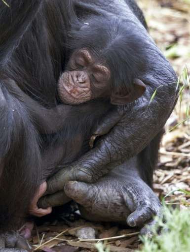 Baby chimp Boon, which means blessing, was orphaned when its mother Soona died shortly after he was born at Monarto Zoo, southea
