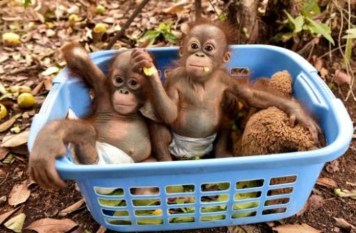 Baby orangutans who had been suffering from respiratory problems from the thick haze play in a basket at a nursery in the rehabi