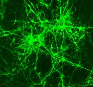 Bacterial protein can help convert stem cells into neurons