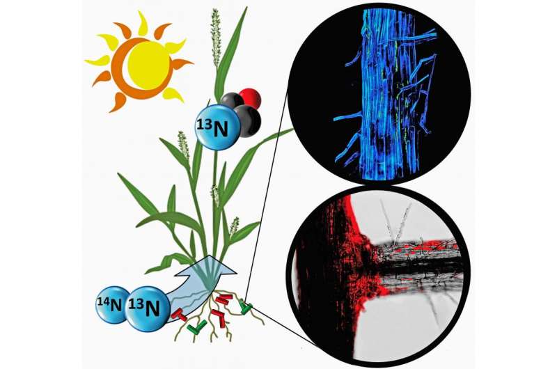 Bacteria tracked feeding nitrogen to nutrient-starved plants