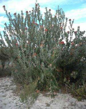 Banksias differ on resilience to climate change
