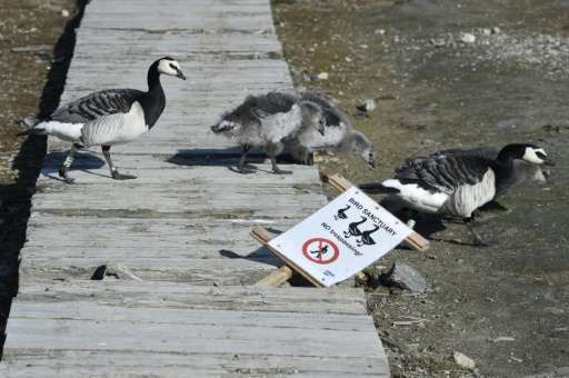 Barnacle geese walk past a sign in the scientific base of Ny Alesund in the Svalbard archipelago